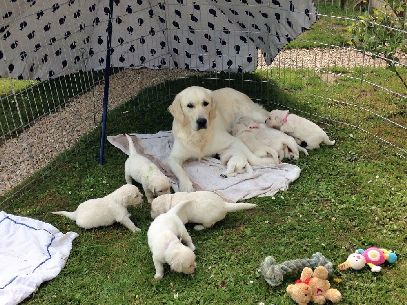 Ina Du Preau Bonheur - Golden Retriever - Portée née le 15/04/2016